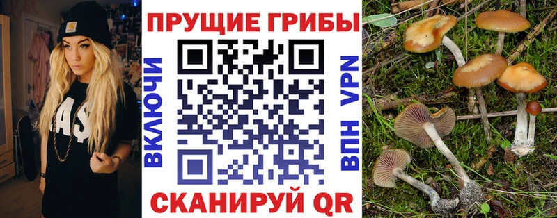 Псилоцибиновые грибы Psilocybine cubensis Можга